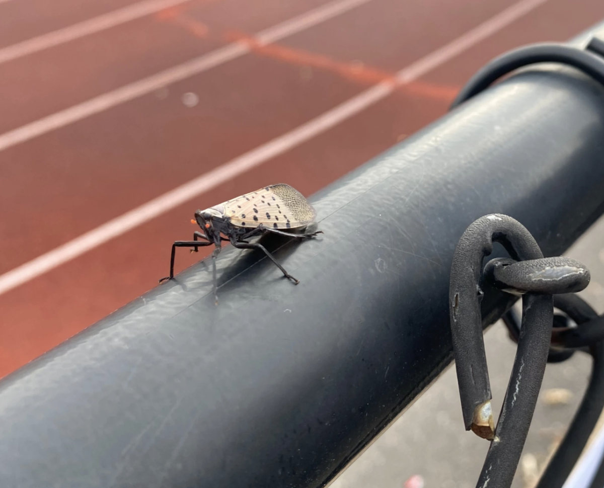 A large number of lanternflies have been seen throughout the NHP campus. 
